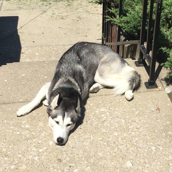 Meet your Posher, Jacob - Picture 1 of 1